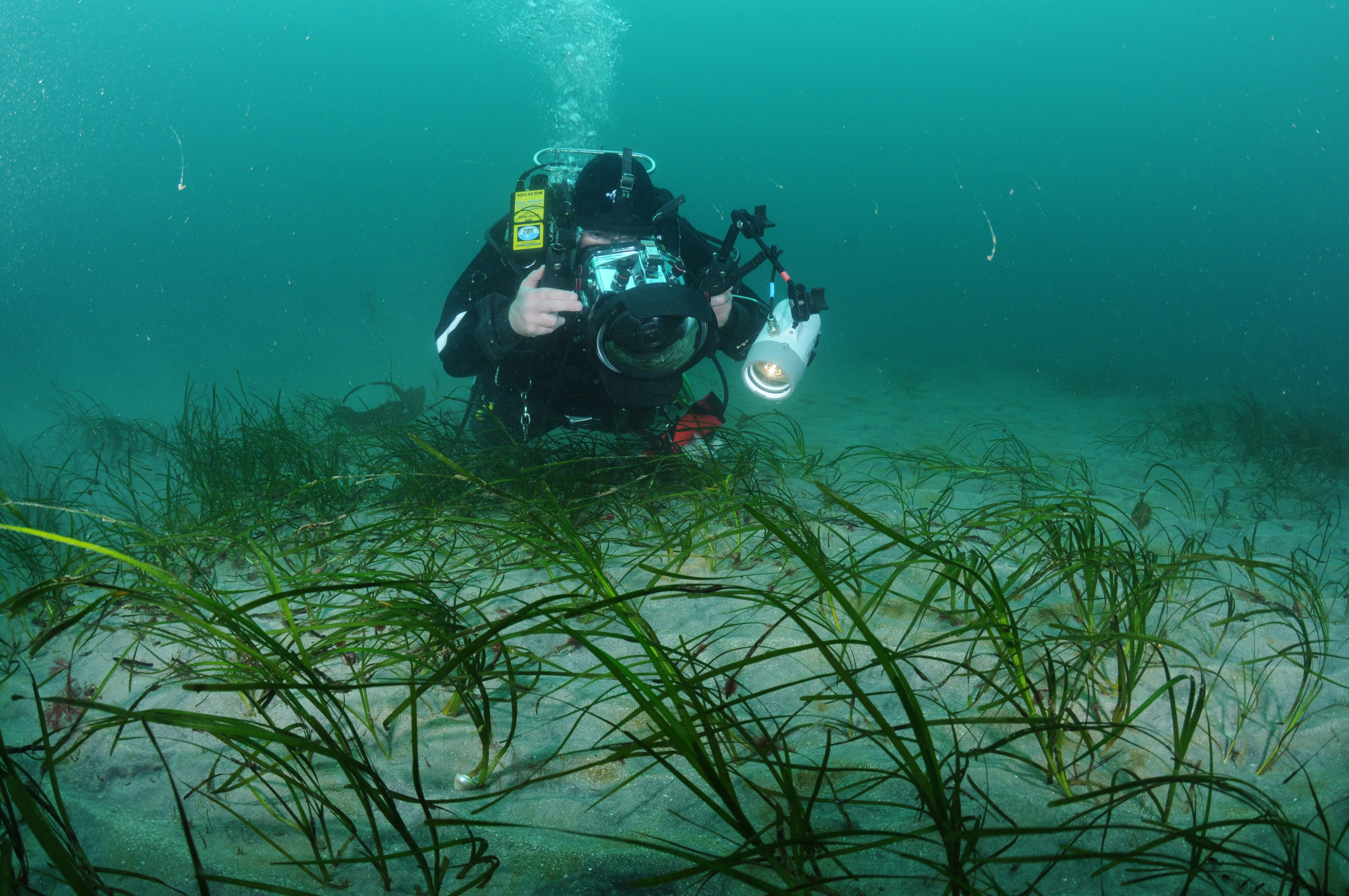 DAERA scientific diver monitoring seagrass in Waterfoot