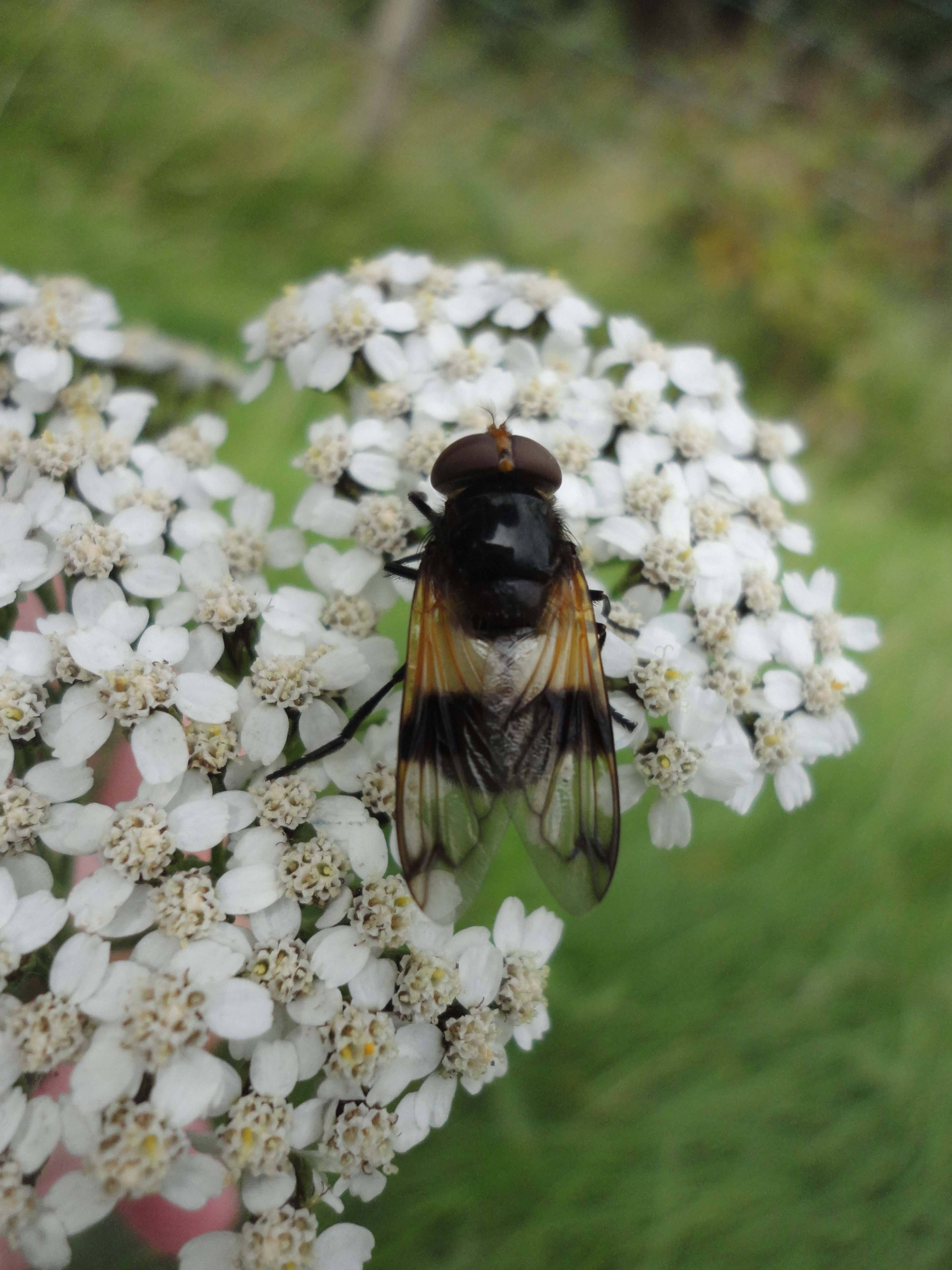 image of a striped hoverfly
