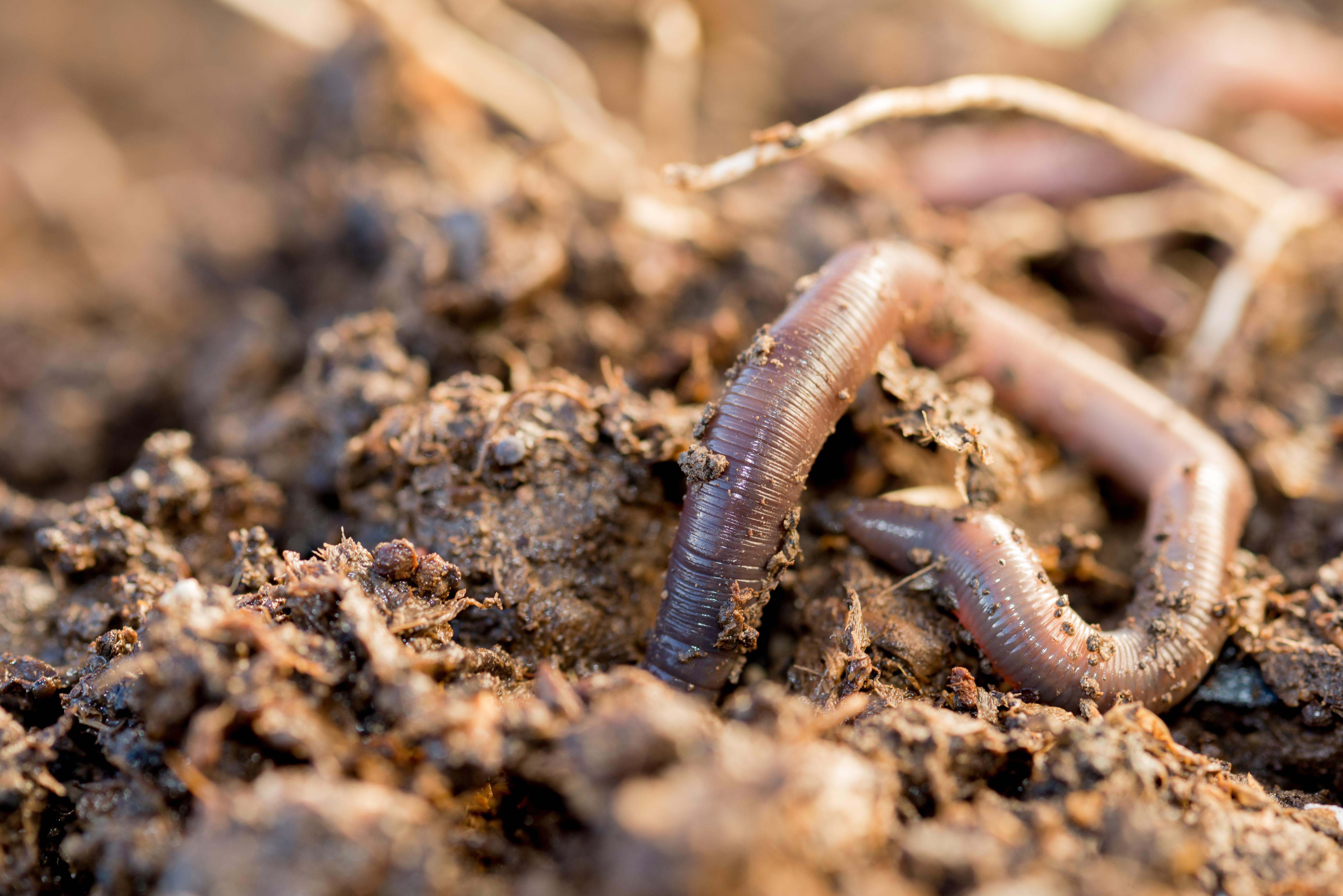 Червяков корень. Личинки Калифорнийского червя. Красный калифорнийский червь. Почвенно подстилочные черви.