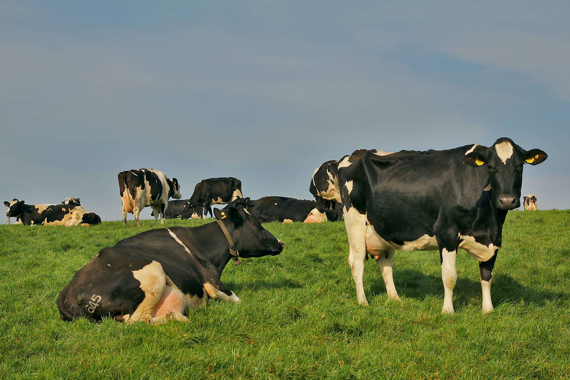 Focus on forage to combat rising costs | Department of Agriculture ...