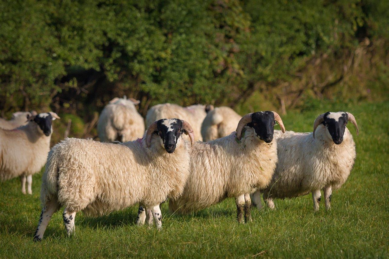 Should I tup my ewe lambs this year? | Department of Agriculture ...