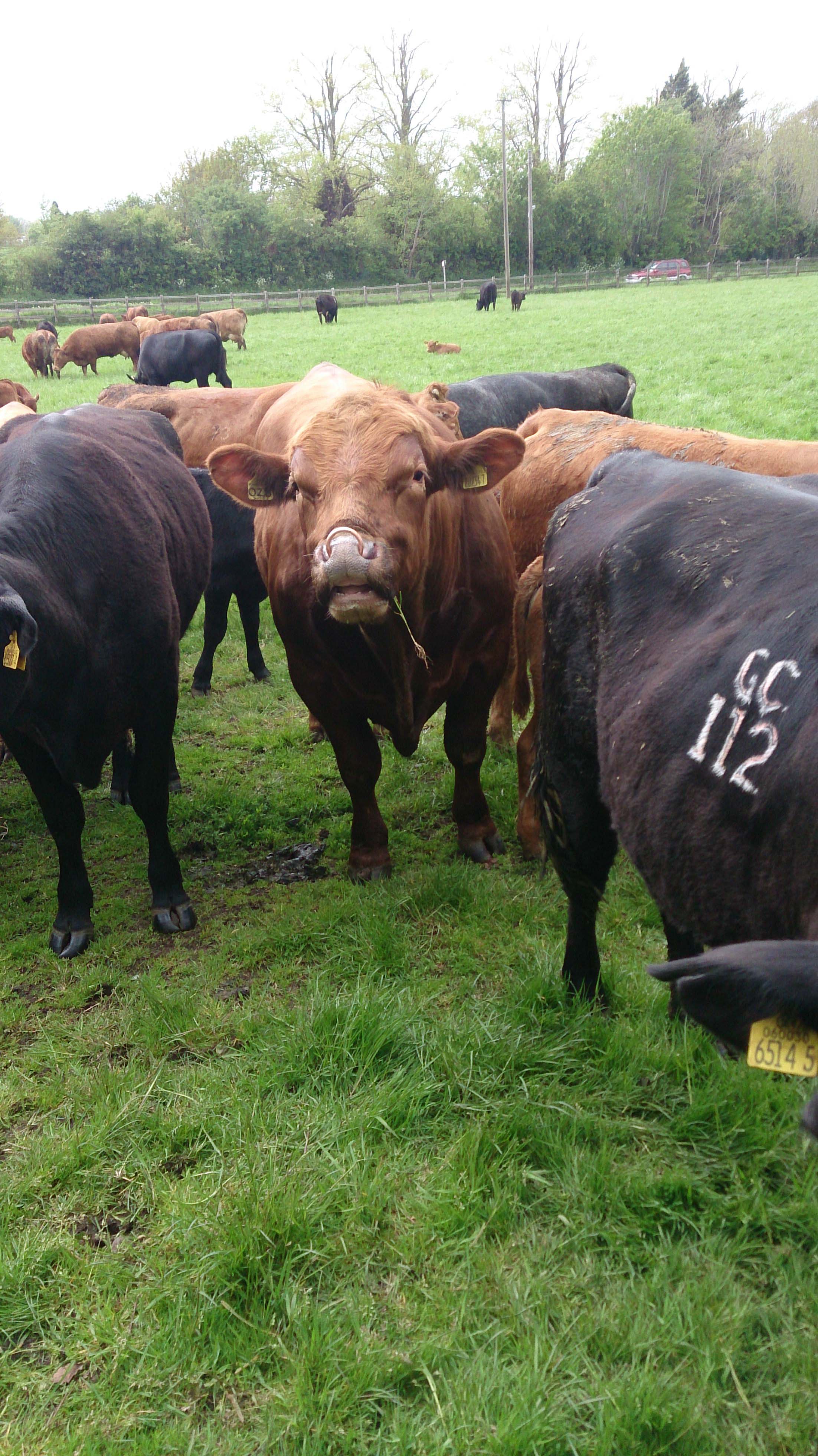 Buying a stock bull this year? | Department of Agriculture, Environment ...