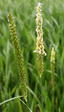 Black-grass (Alopercurus myosuroides)