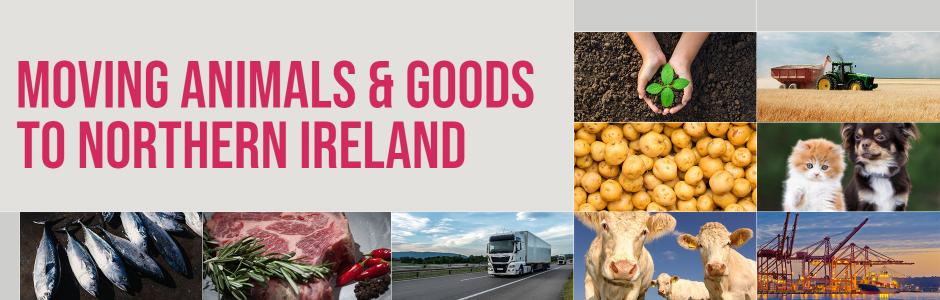 Collage of various images related to moving animals and goods to Northern Ireland