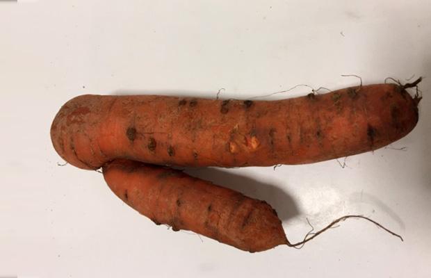 M. fallax causing forking and blemishes on carrot