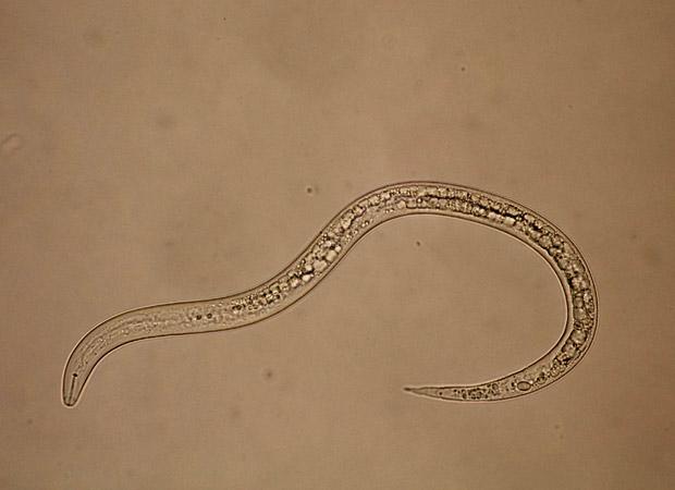 Root knot nematode (Meloidogyne minor)