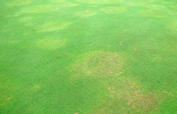 M. fallax causes yellow patches and turf decline on sportsturf
