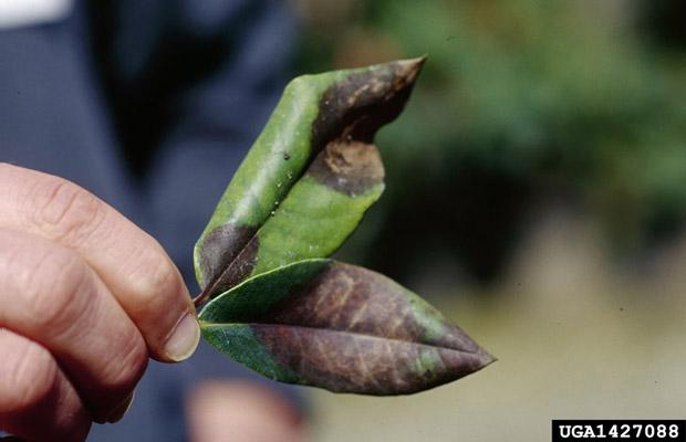 Ramorum leaf blight (P. ramorum)
