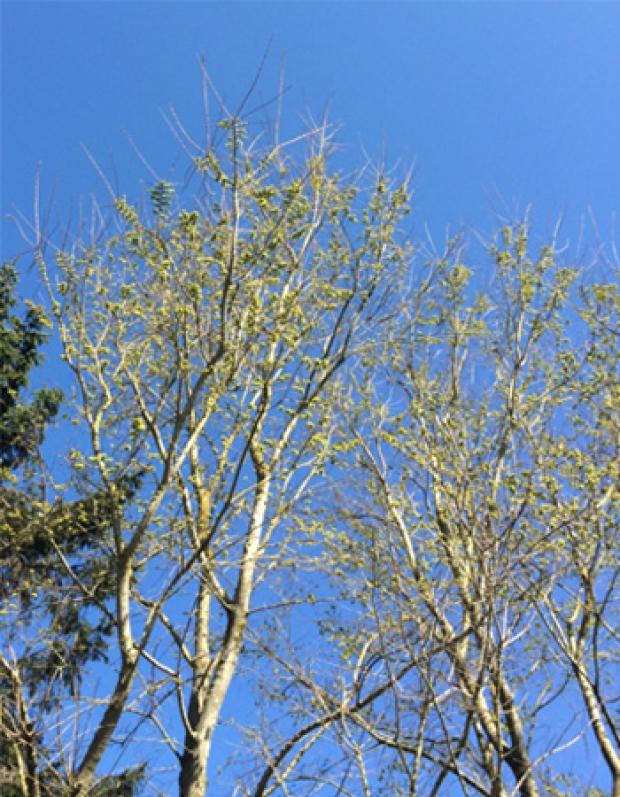 Ash trees showing dieback of foliage