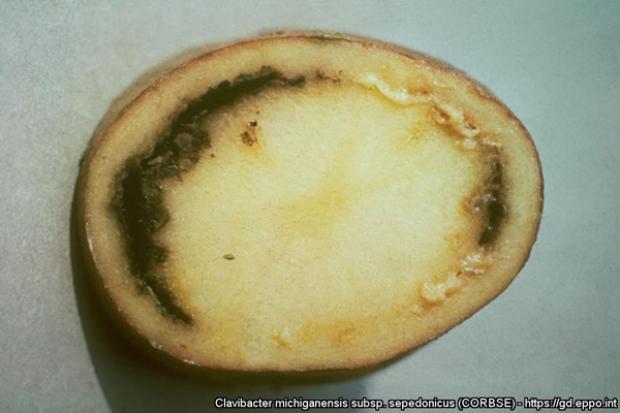 Clavibacter michiganensis subsp. sepedonicus infected potato tuber