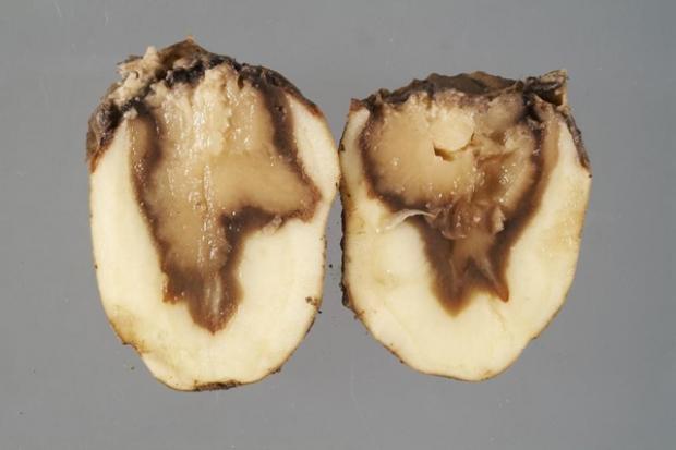Dickeya solani infected potato tuber