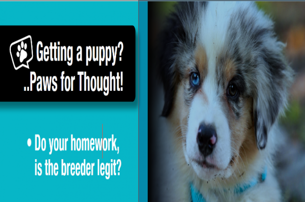 Getting a puppy? ..Paws for Thought! - Do your homework, is the breeder legit?
