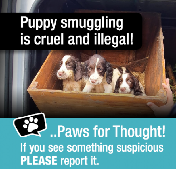 Puppy smuggling is cruel and illegal! ..Paws for Thought! If you see something suspicious PLEASE report it.