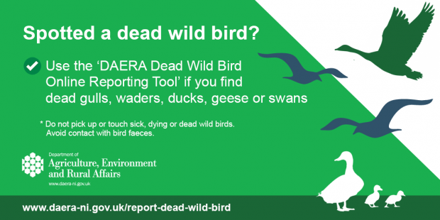 Infographic reading 'Use the Dead Wild Bird Online Reporting Tool if you find dead gulls, waders, ducks, geese or swans'