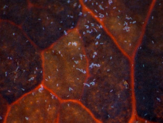 Magnified view of a rhododendron leaf showing the spores of P. ramorum growing on the surface.