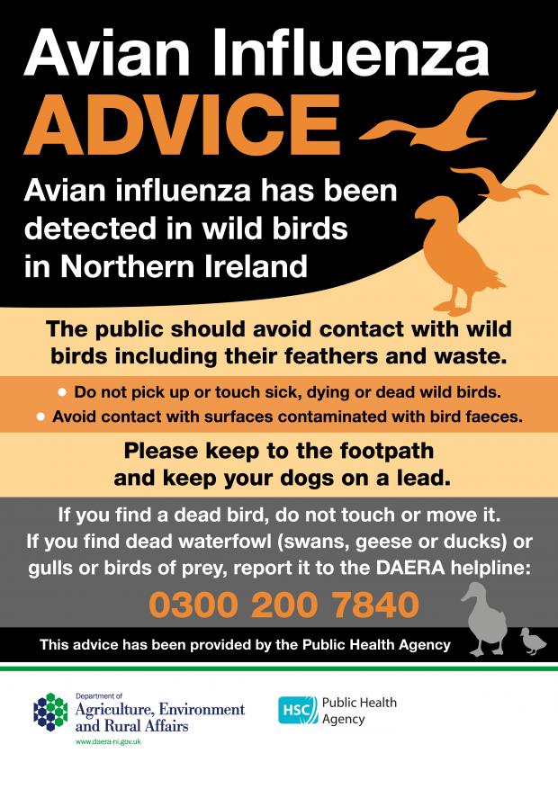 Avian Influenza Advice - Avian Influenza has been detected in birds across Northern Ireland - The public should avoid contact with wild birds including their feathers and waste.