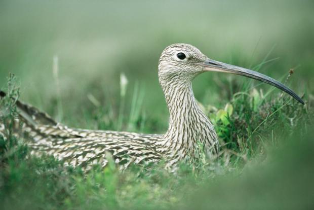 Photograph of a curlew