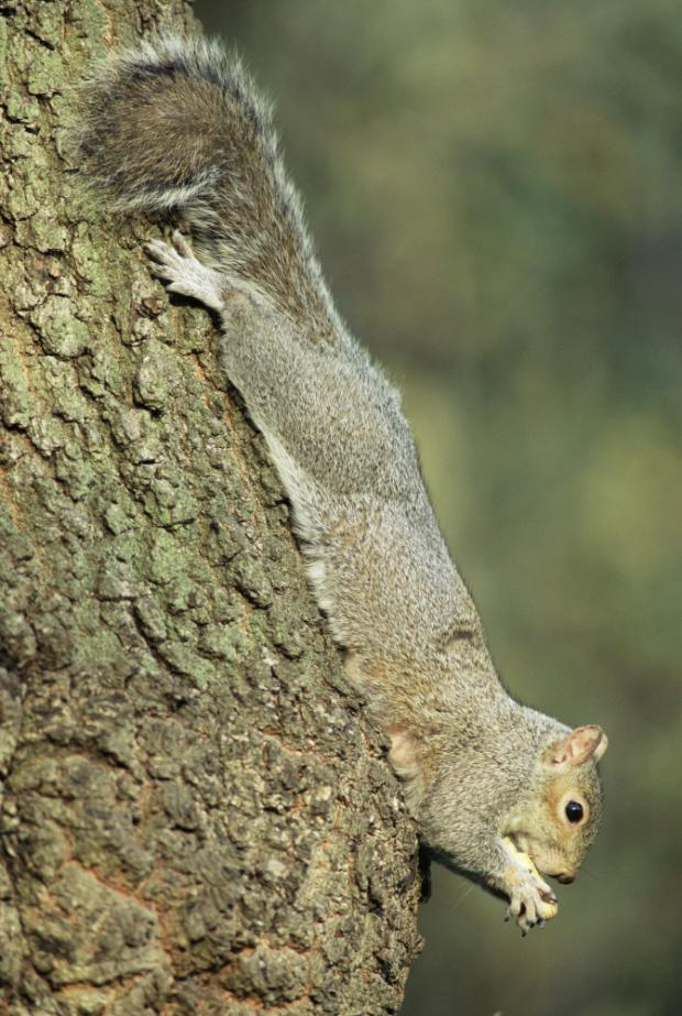 Grey squirrel on a tree