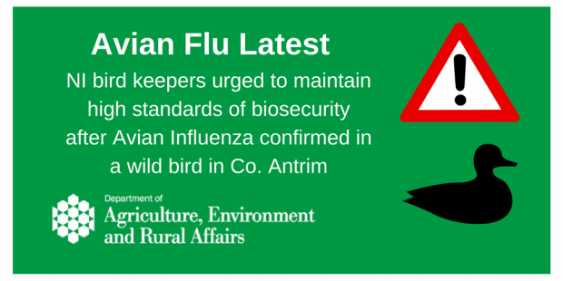 DAERA-Avian Influenza graphic