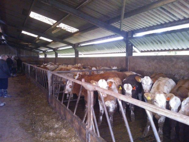 Ventilation – The key to healthy animals and healthy profits | Department  of Agriculture, Environment and Rural Affairs