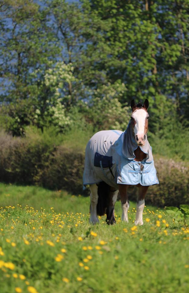 Managing fly and midge irritation in horses and ponies | Department of ...