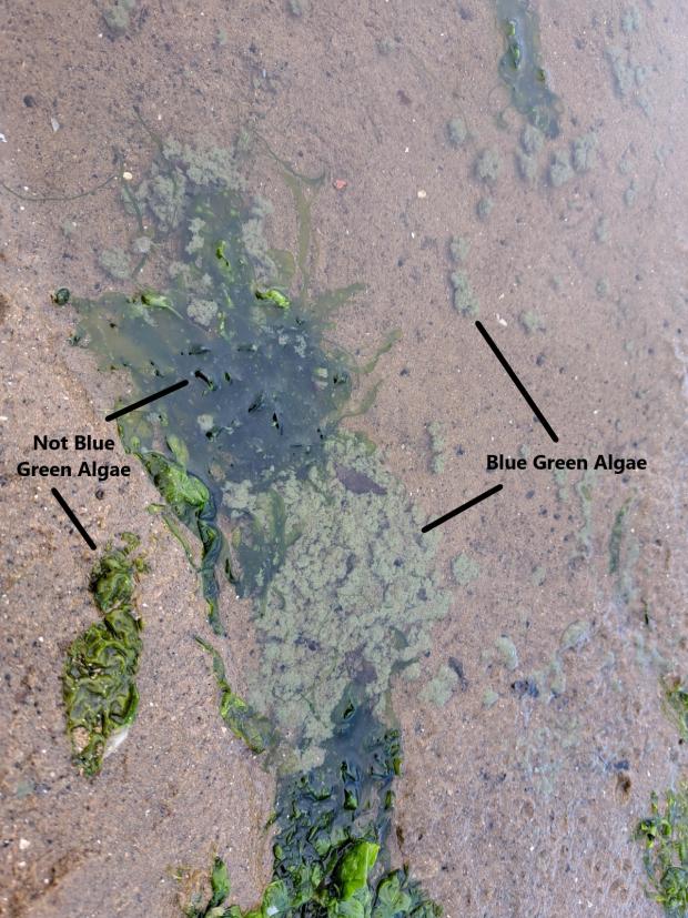 This images shows a comparison between a typical green marine algae, which should not be confused for the blue-green/grey residues associated with Blue-Green Algae. 
