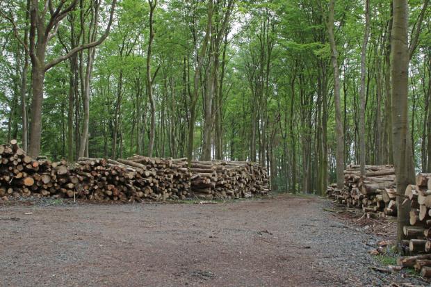 Harvested timber at Portglenone Forest