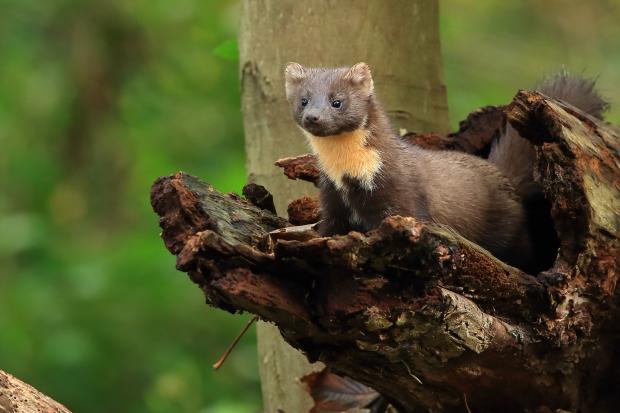 Pine marten (Martes martes) | Department of Agriculture, Environment and  Rural Affairs