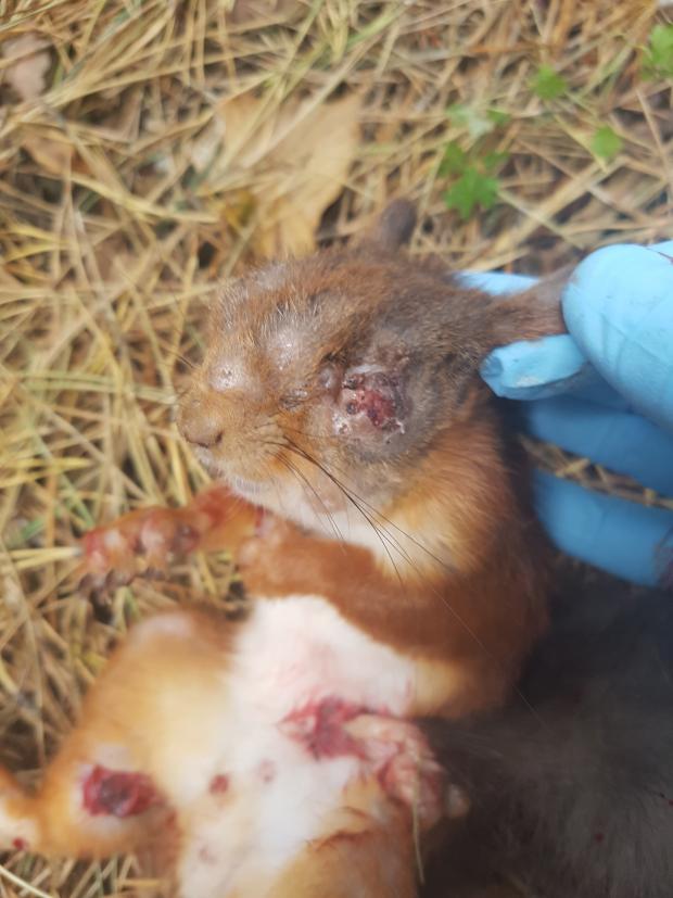 Squirrel pox and other squirrel diseases | Department of Agriculture,  Environment and Rural Affairs