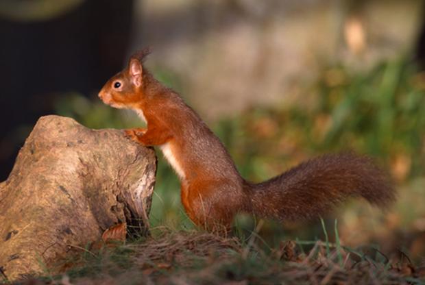 Red squirrel leaning on stone