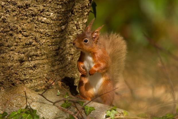 Red squirrel by tree