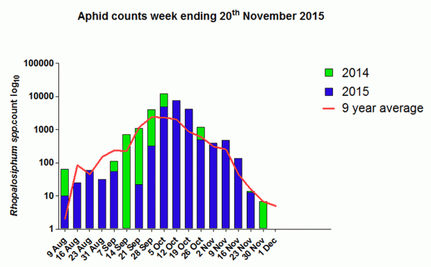 Aphid counts week ending 20 November 2015