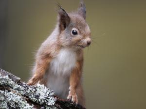 Red squirrel on log small banner