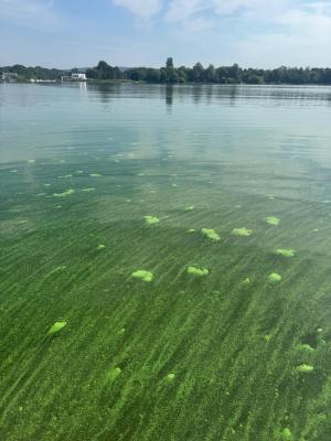 Blue green algae floating on water