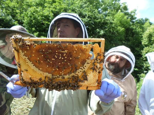 Apiarists warned to 'bee' on their guard to protect their hives from ...
