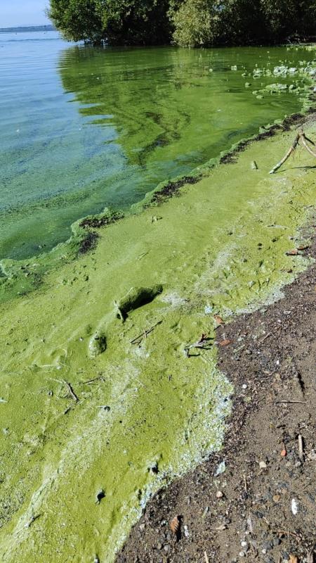 What is Blue-Green Algae? | Department of Agriculture, Environment and ...
