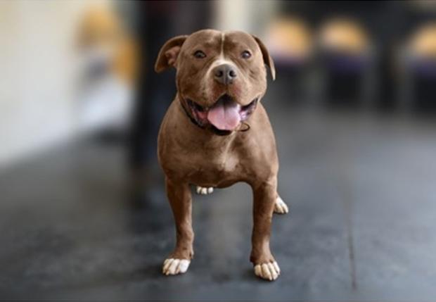 Example XL Bully Type Dog