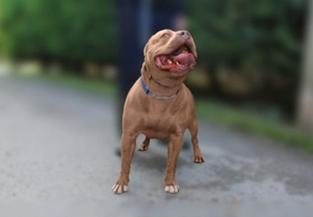 Example XL Bully Type Dog