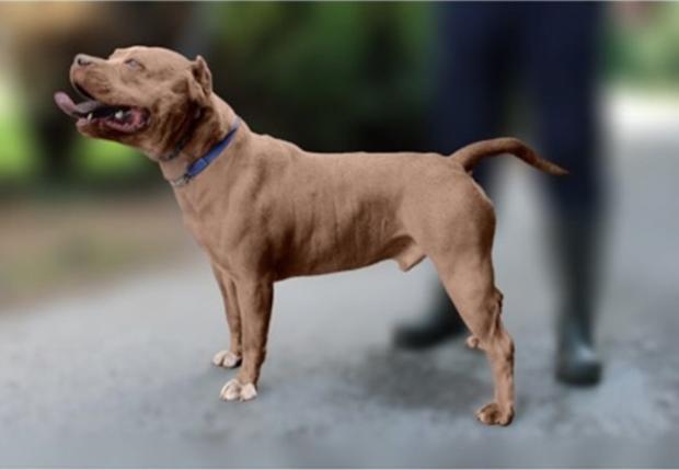 Example XL Bully Type Dog