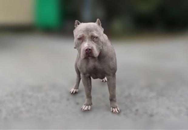 Example XL Bully Type Dog