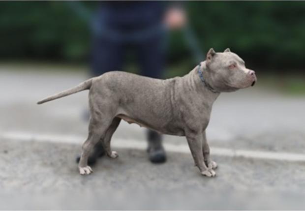 Example XL Bully Type Dog