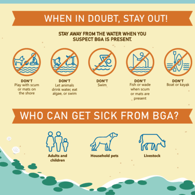 Infographic with advice on what to do if Blue Green Algae is present in a waterbody