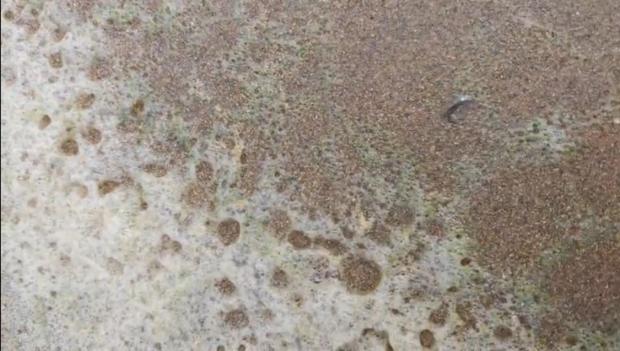 Blue green algae at the beach shoreline