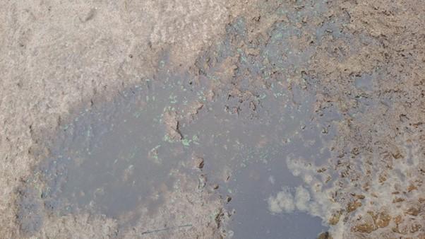 Blue green algae in a pool on the beach