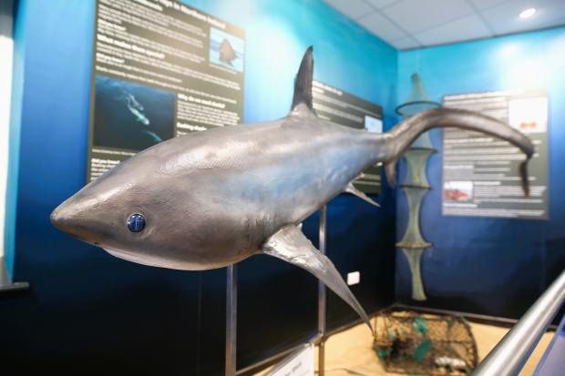 A photograph of a taxidermied Thresher shark on display at the Portrush Coastal Zone.