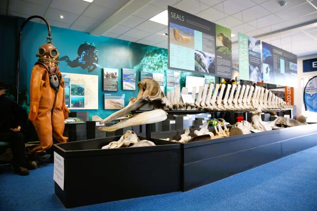 A Photograph of a whale bone display at the Portrush Coastal Zone.