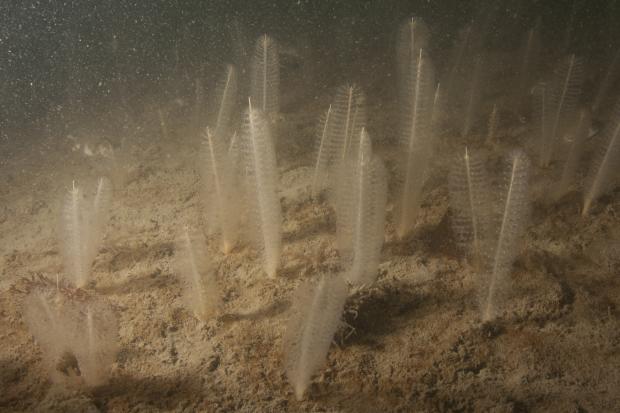 Seapen