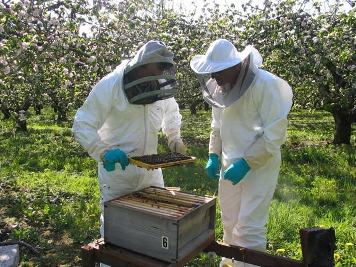 Bee Health | Department of Agriculture, Environment and Rural Affairs