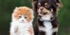 Image of pet kitten and dog