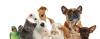 Companion Animals - Parrot, Cat, Jack Russel, Mouse, Rabbit, French Bulldog, Chihuahua